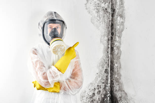 Why You Should Choose Our Mold Remediation Services in Portola, CA