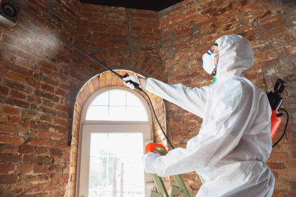 Portola, CA Mold Removal Company